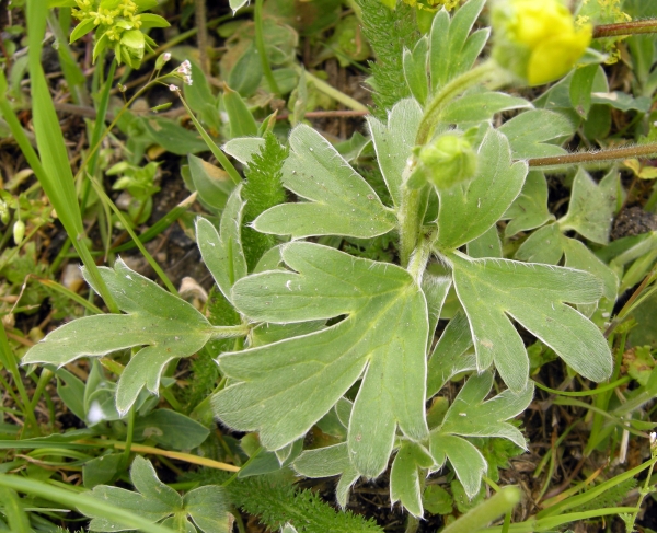 Ranunculus monspeliacus / Ranuncolo di Montpellier